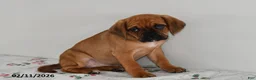 Puggle dogs for sale: Cami - Ad 2