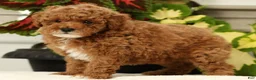 Miniature Poodle dogs for sale: Bingo - Ad 4