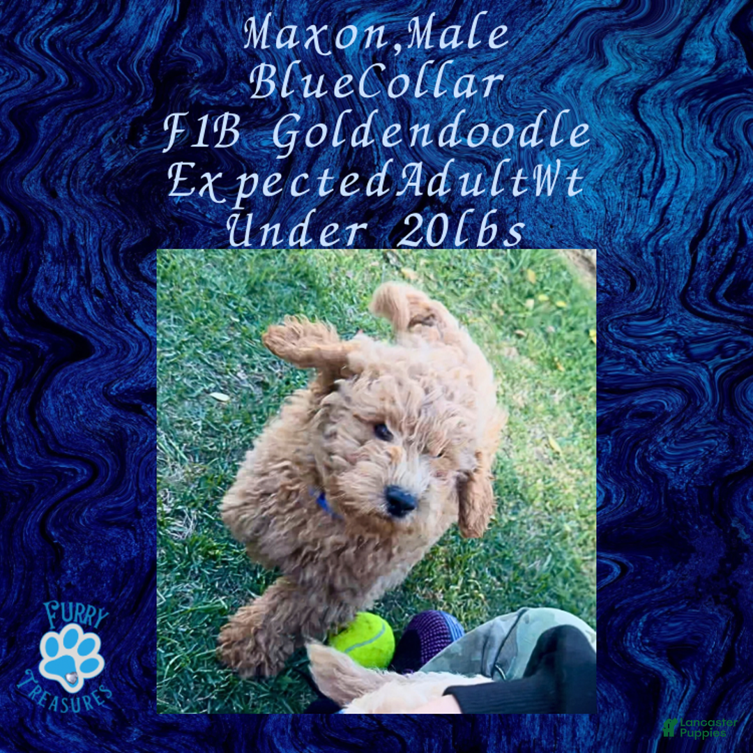 Goldendoodle dogs for sale: Maxon “ Blue Collar” Male - Ad 2