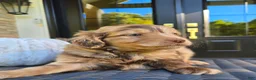 Mini Goldendoodle dogs for sale: River - Ad 3