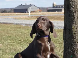 Mixed Breed dogs MilkyWay - Ad 3
