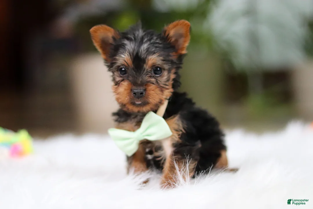 Yorkshire Terrier dogs for sale: Trevor - Ad 2