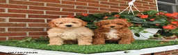 Toy Poodle dogs for sale: Oliver - Ad 5