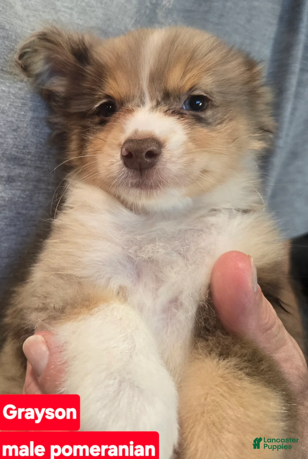 Pomeranian dogs for sale: GRAYSON - Ad 1