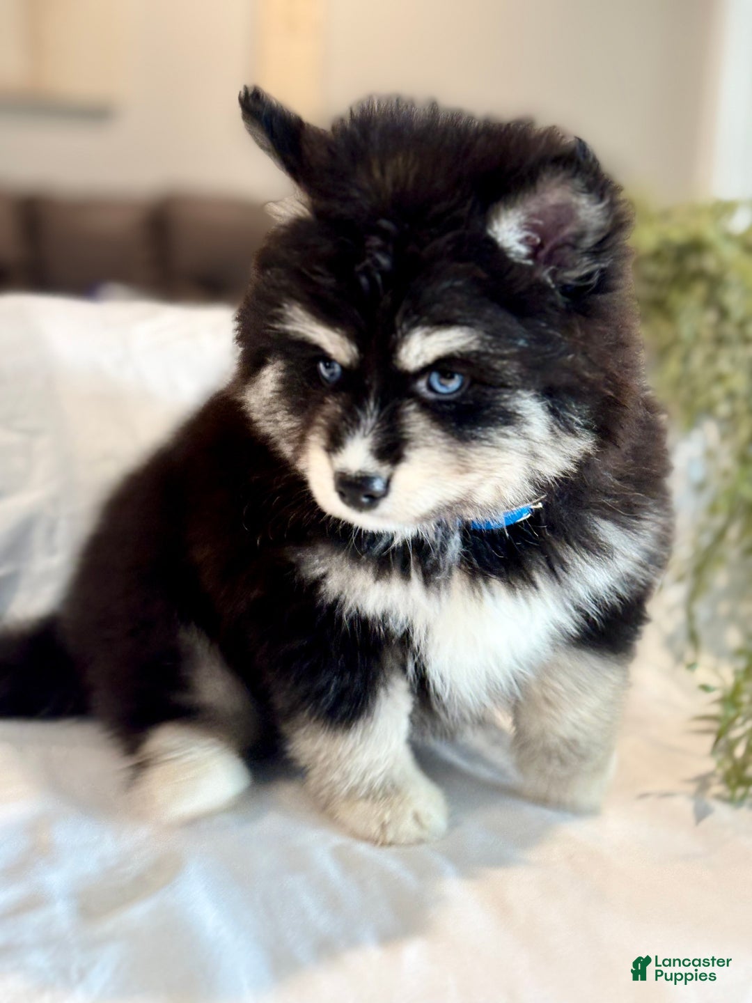 Pomsky dogs for sale: Flicker  Pomsky Puppy 2 - Ad 7
