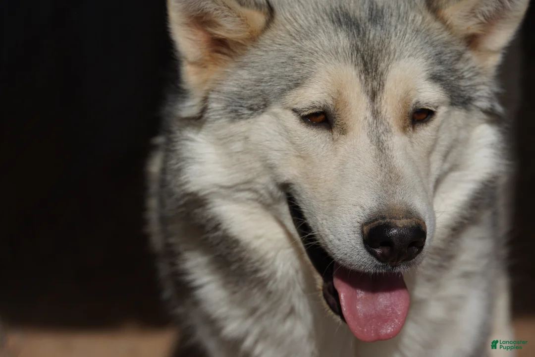 Mixed Breed dogs for sale: Bansky Tri M - Ad 7