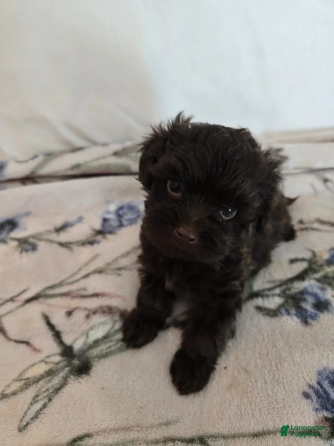 Maltipoo dogs for sale: Maltipoo Puppy 5 - Ad 1
