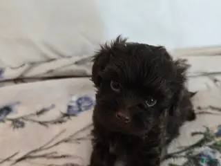 Maltipoo dogs Maltipoo Puppy 5 - Ad 2