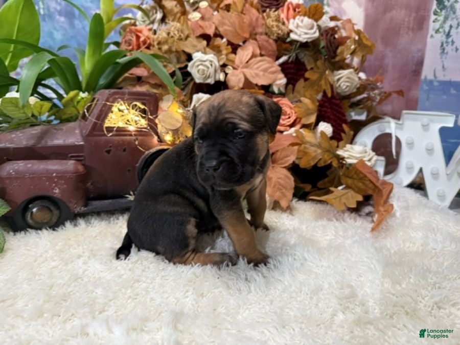 Cane Corso dogs Grace - Ad 2