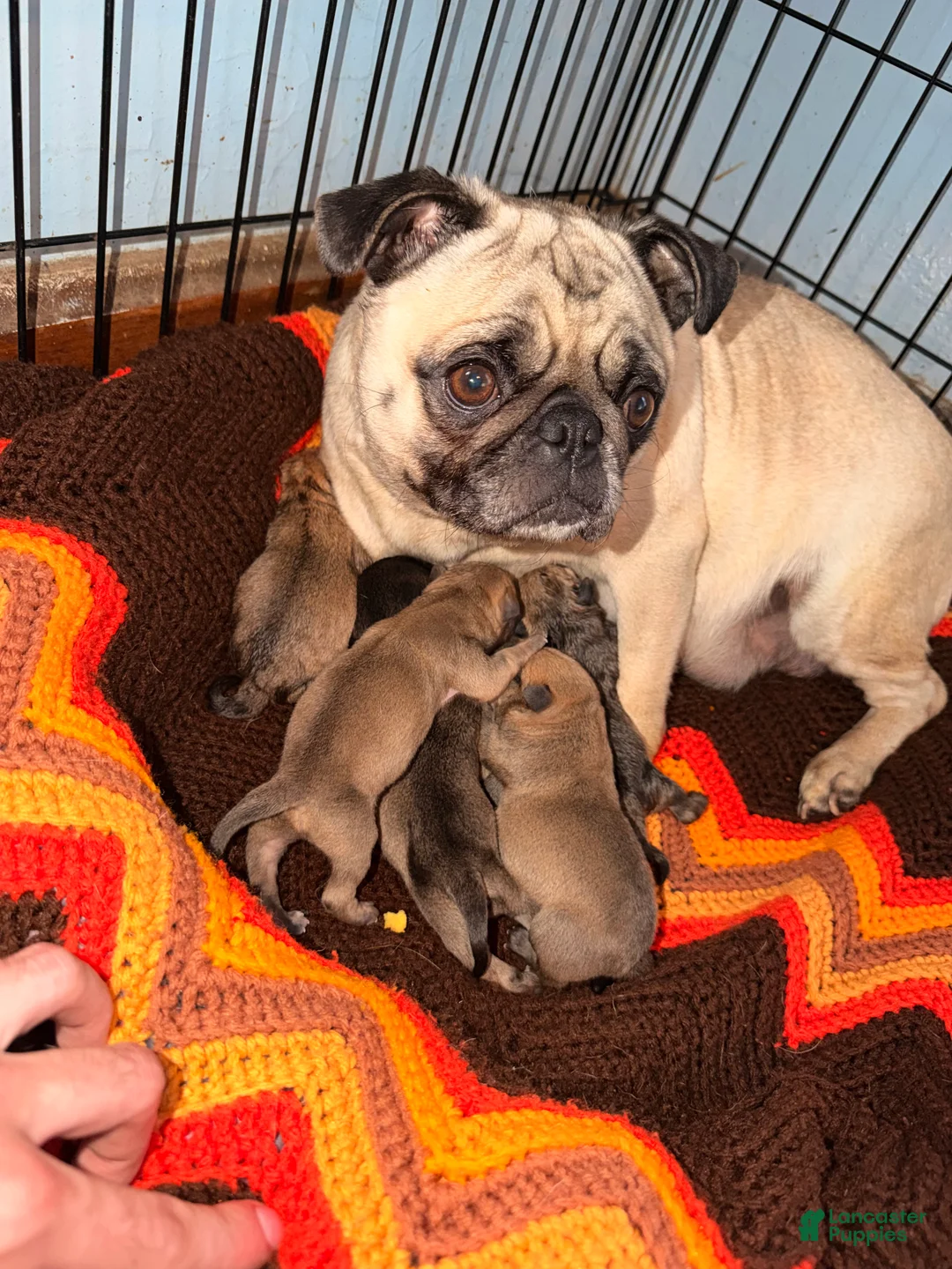 Mixed Breed dogs for sale: Chug 4 - Ad 2