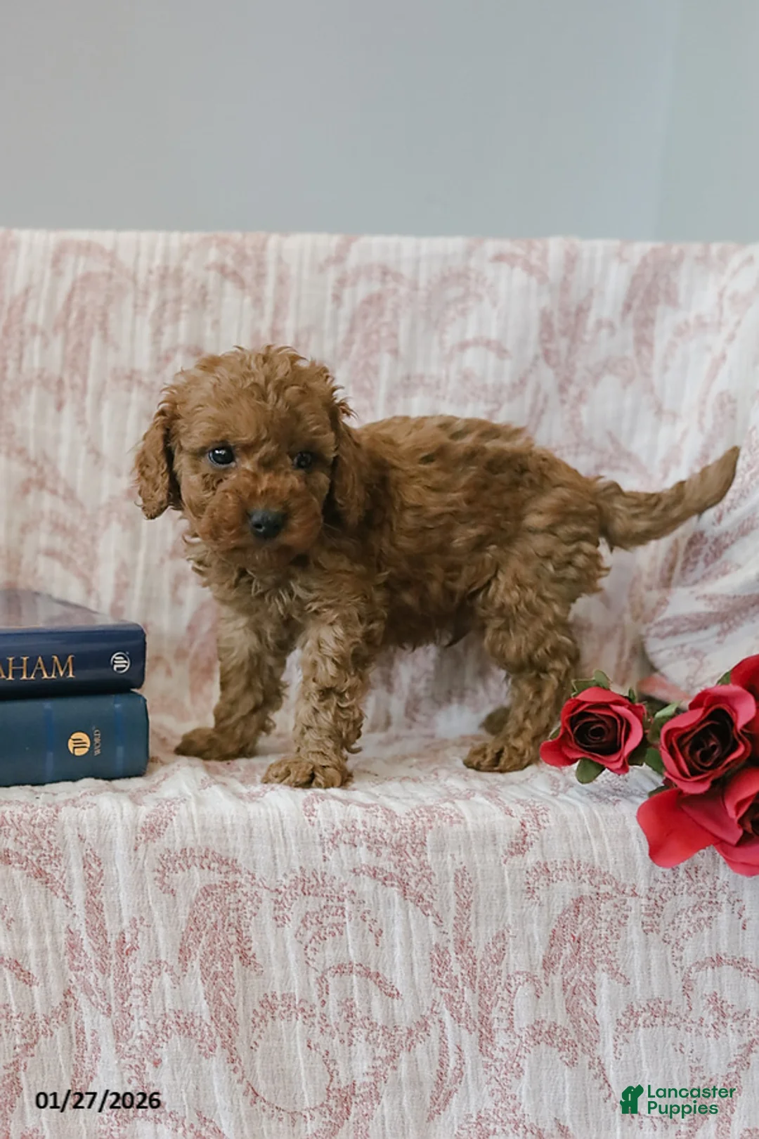 Cockapoo dogs for sale: Jadon - Ad 6