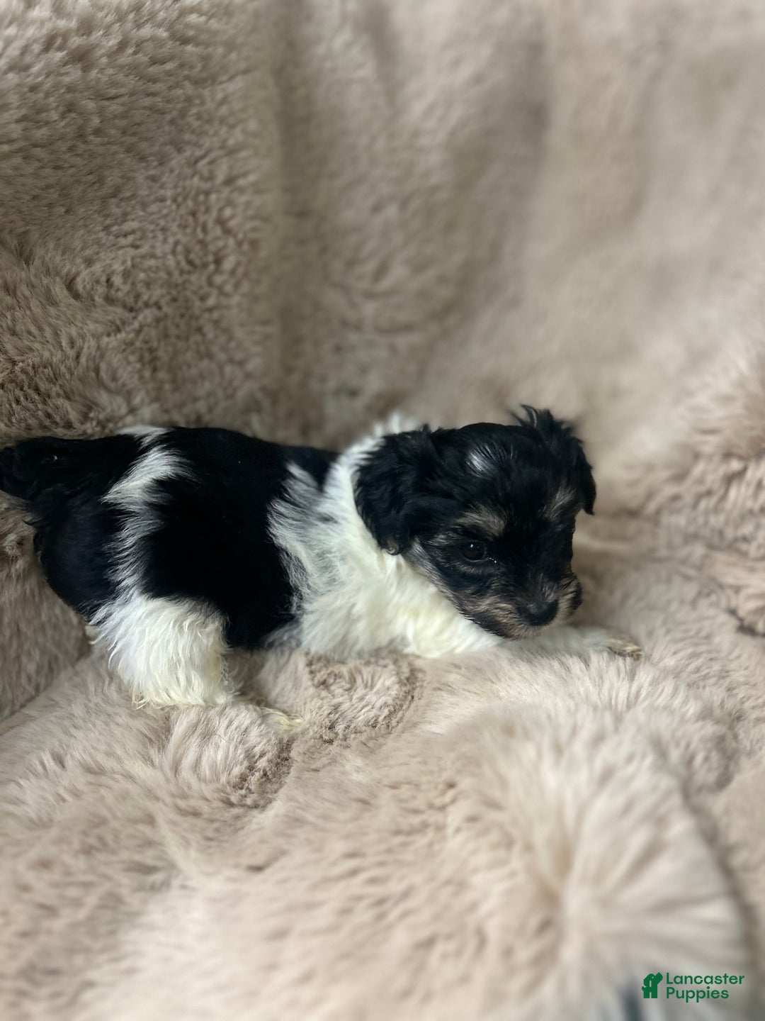 Morkie dogs for sale: Ollie - Ad 7