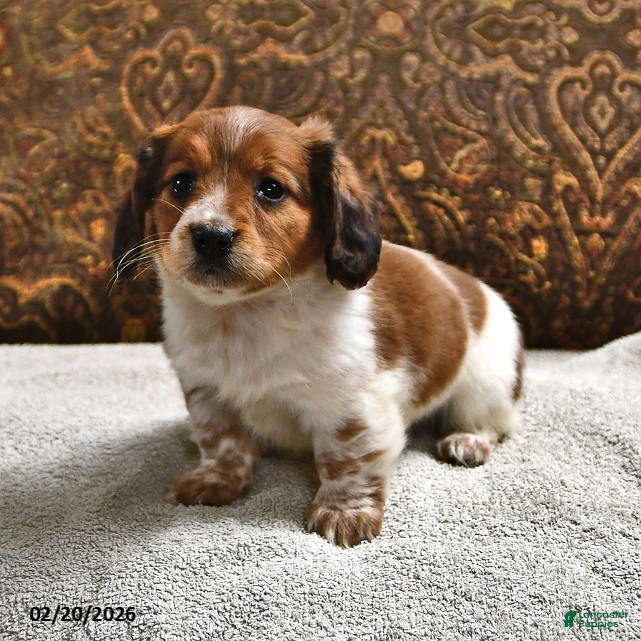 Miniature Dachshund dogs Starlight - Ad 2