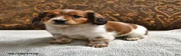 Miniature Dachshund dogs for sale: Starlight - Ad 2