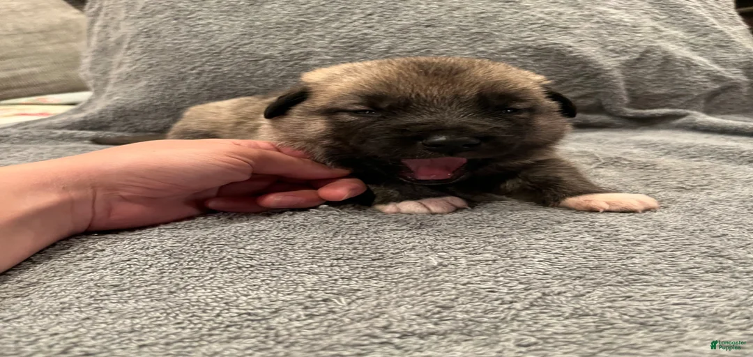 Gallery Image {{count}}