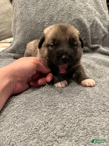 Gallery Image {{count}}