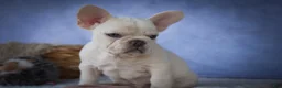 French Bulldog dogs for sale: Tansy🌸 - Ad 12