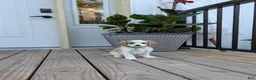 Cavapoo dogs for sale: Phillip  - Ad 6