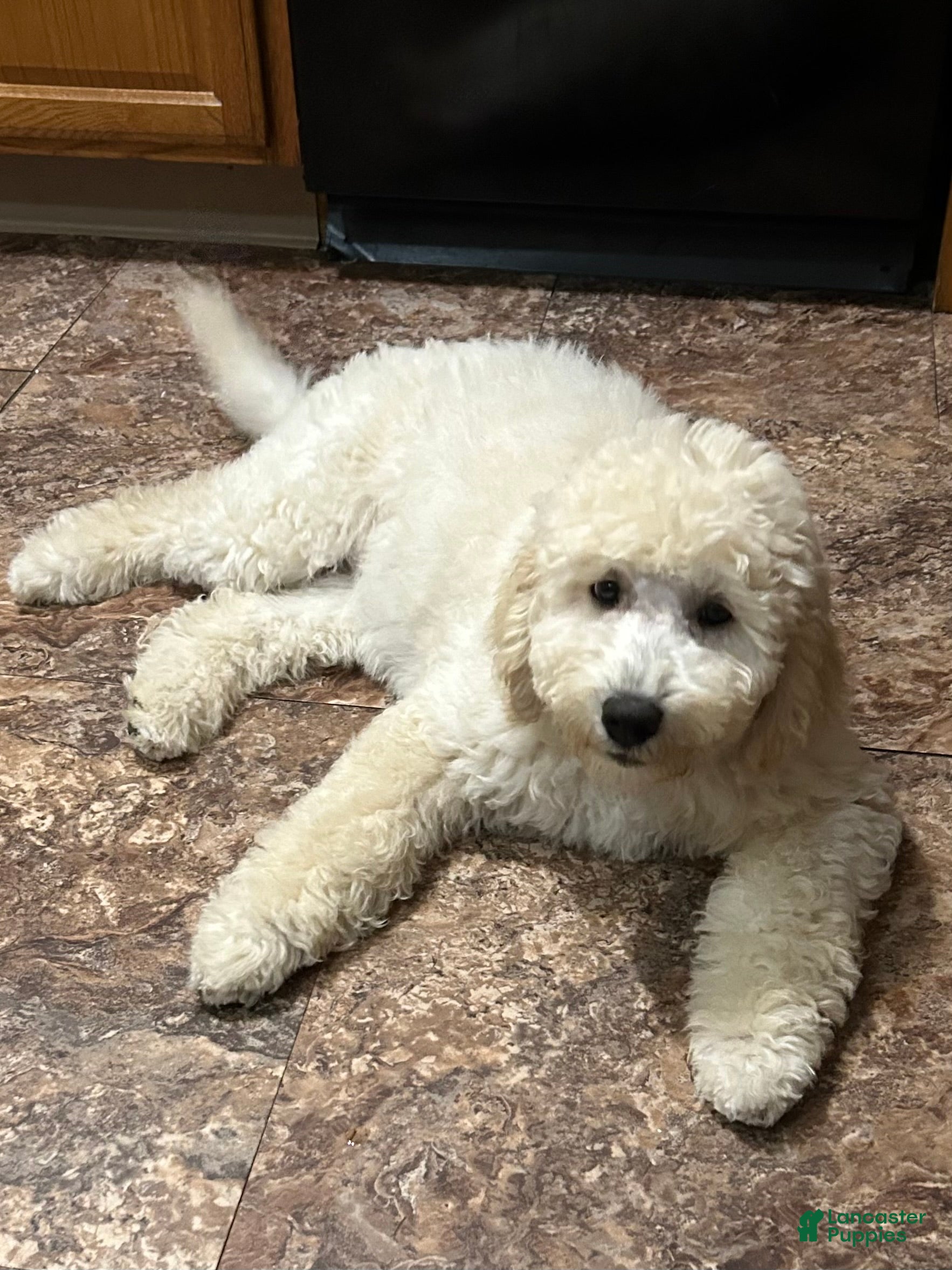 Goldendoodle dogs Goldendoodle 1 - Ad 1
