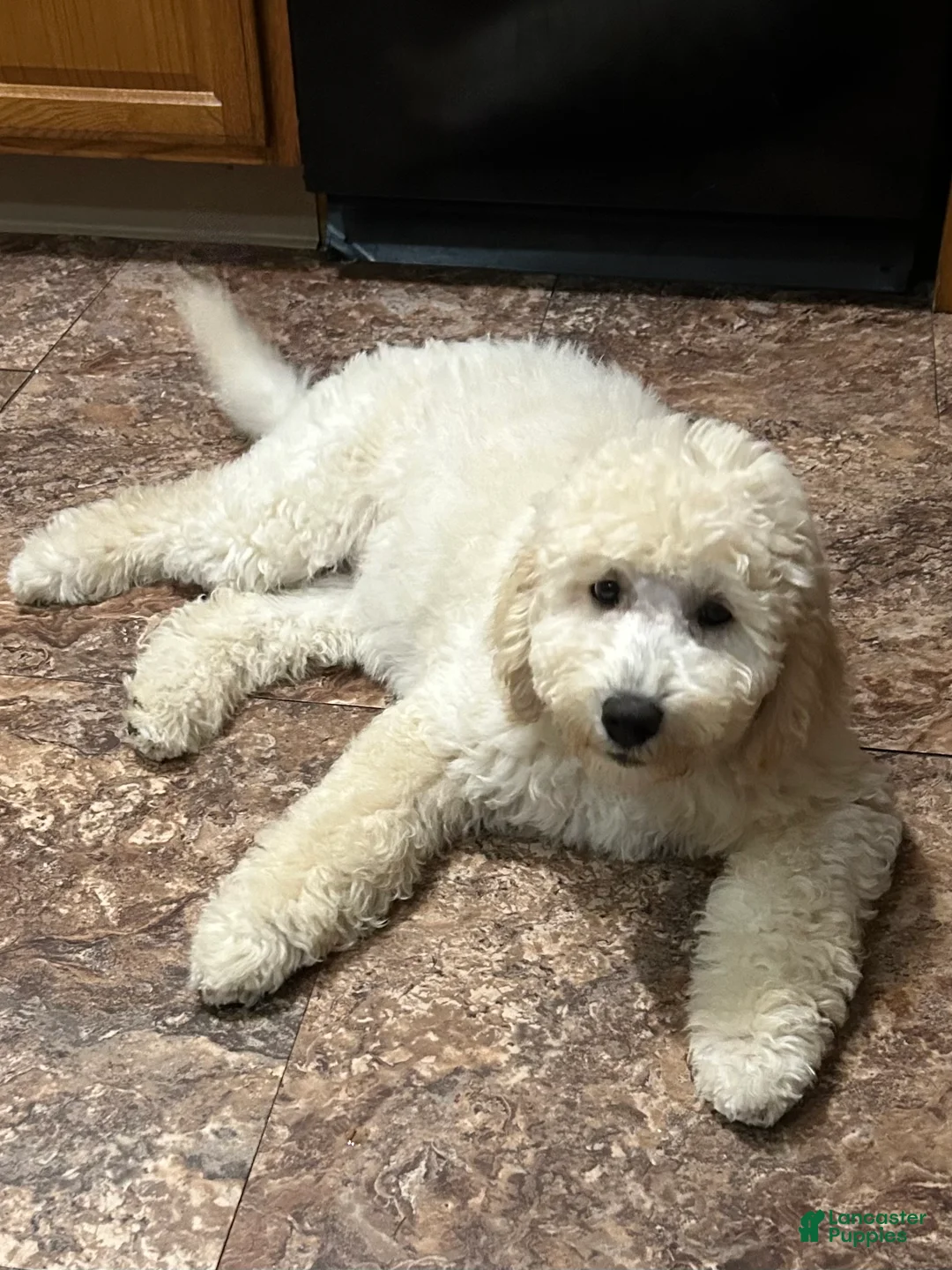 Goldendoodle dogs for sale: Goldendoodle 1 - Ad 1