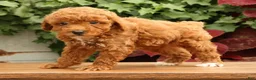 Miniature Poodle dogs for sale: Shawn - Ad 4