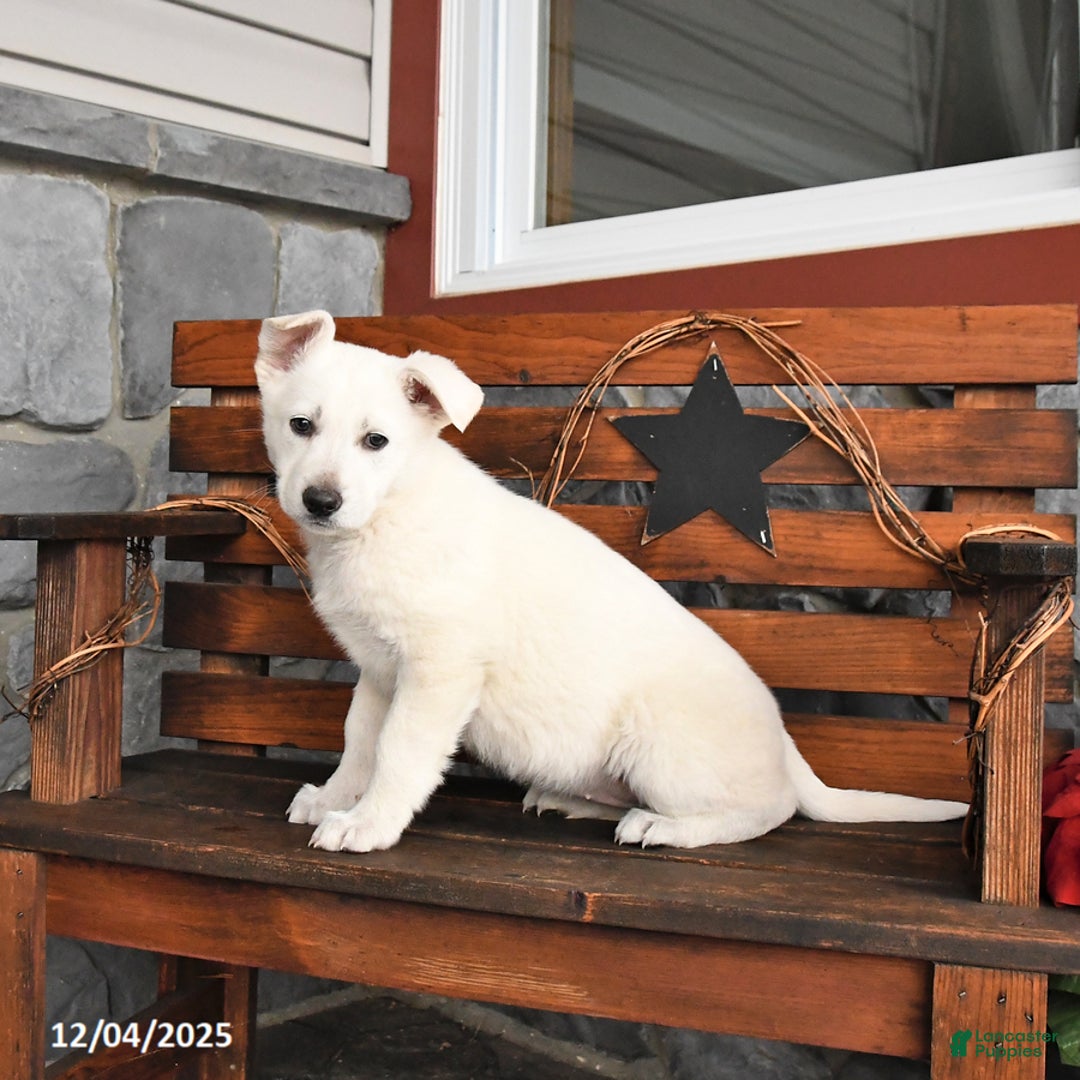 German Shepherd dogs for sale: Missie - Ad 4