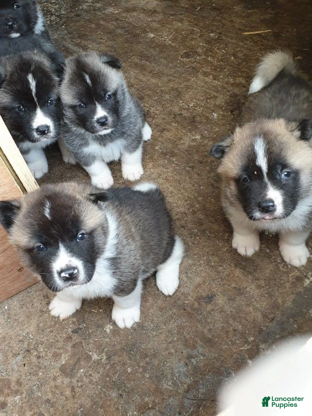 Gallery Image {{count}}