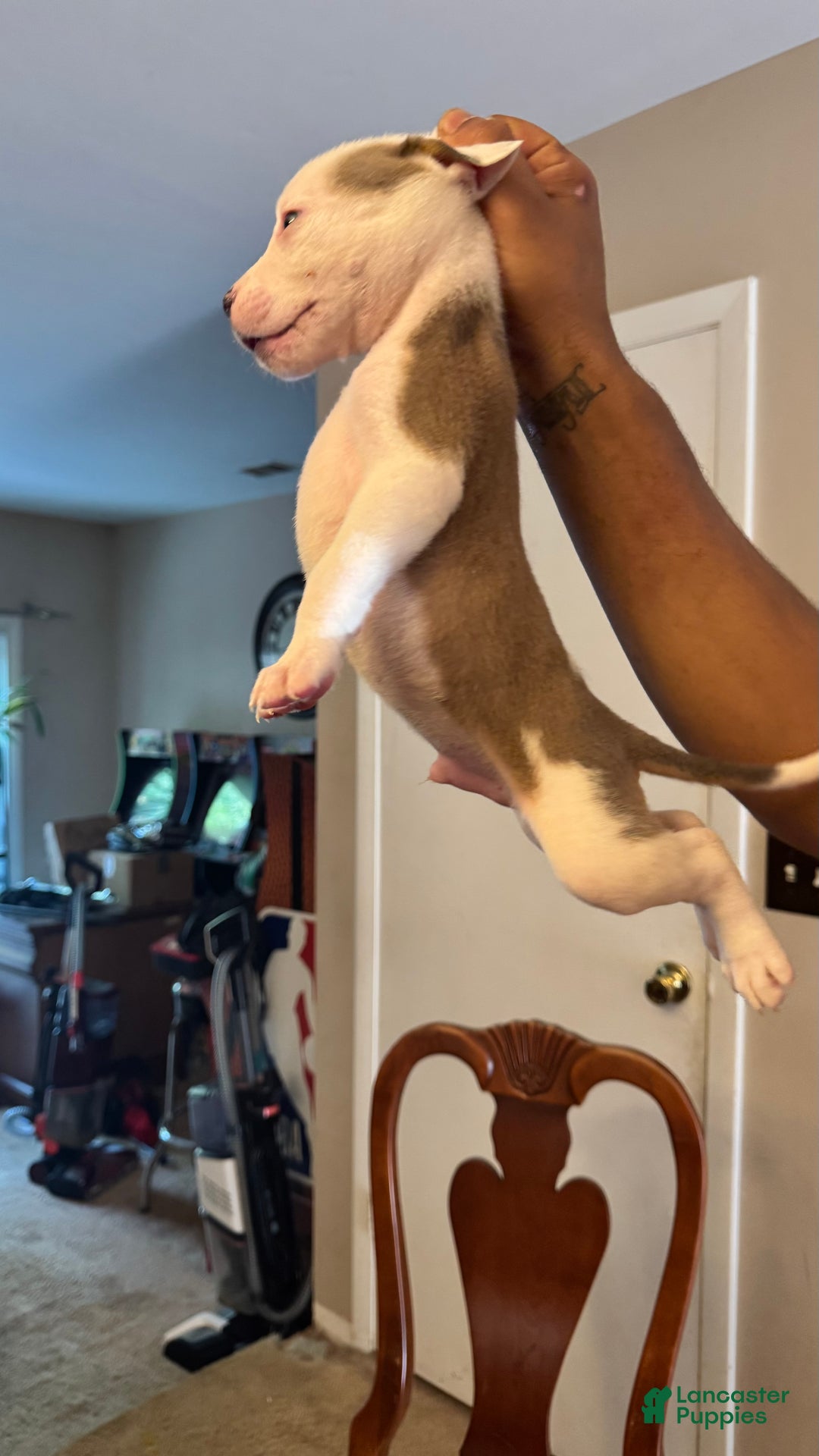 American Bully dogs for sale: American Bully Puppy 3 (Rex) - Ad 6