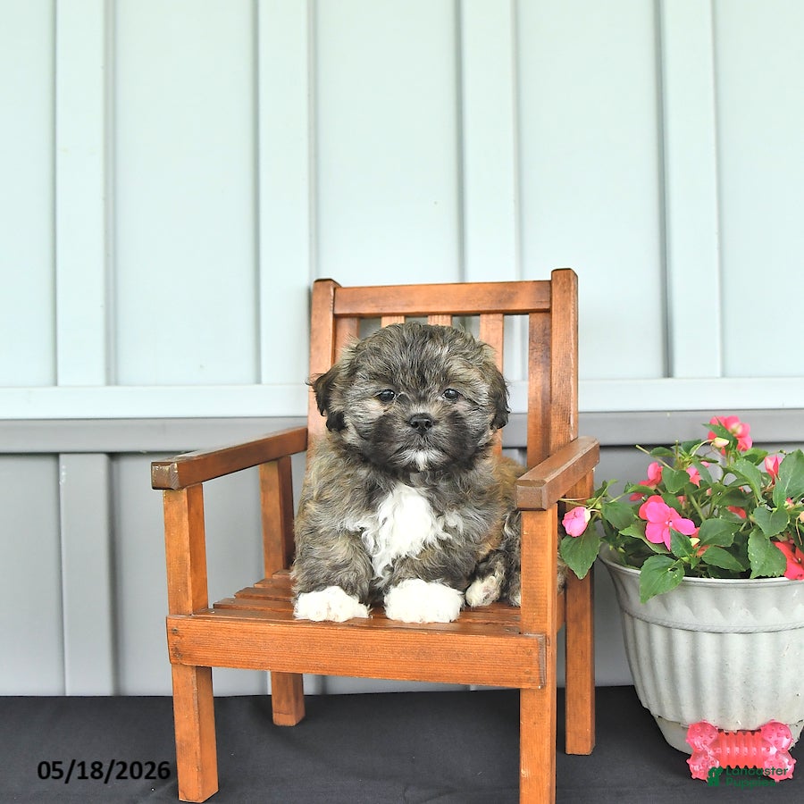 Shihpoo dogs Chloe - Ad 2
