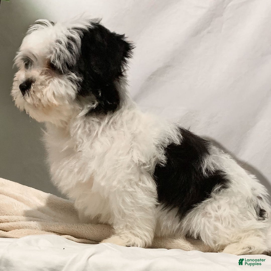Havanese dogs for sale: Charlie - Ad 2