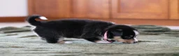 Mixed Breed dogs for sale: Star - Ad 8