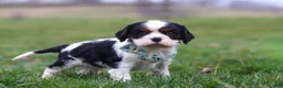 Cavalier King Charles Spaniel dogs for sale: Finn - Ad 2