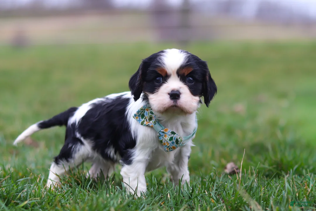 Cavalier King Charles Spaniel dogs for sale: Finn - Ad 2