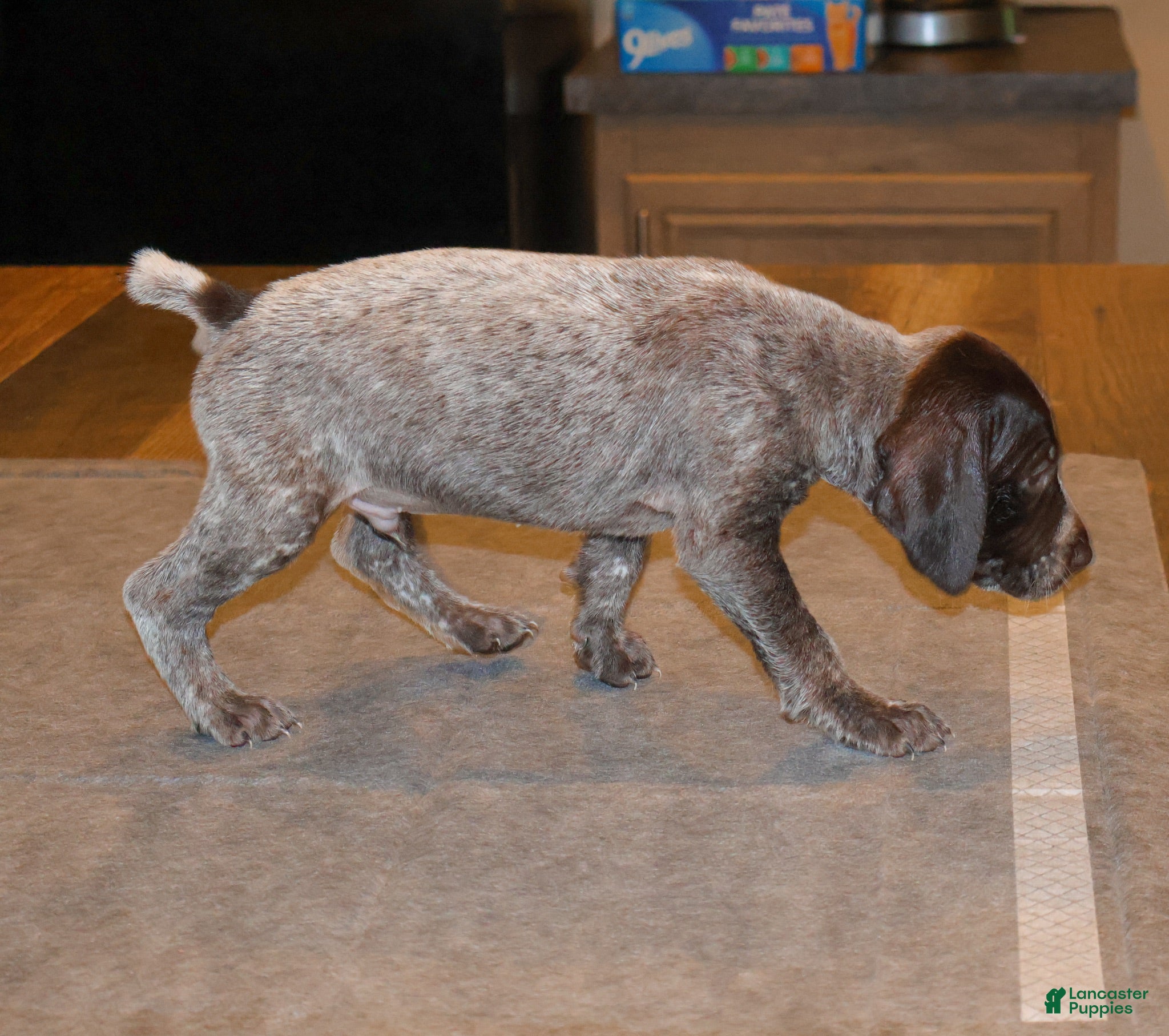 German Shorthaired Pointer dogs Reed  - Ad 1