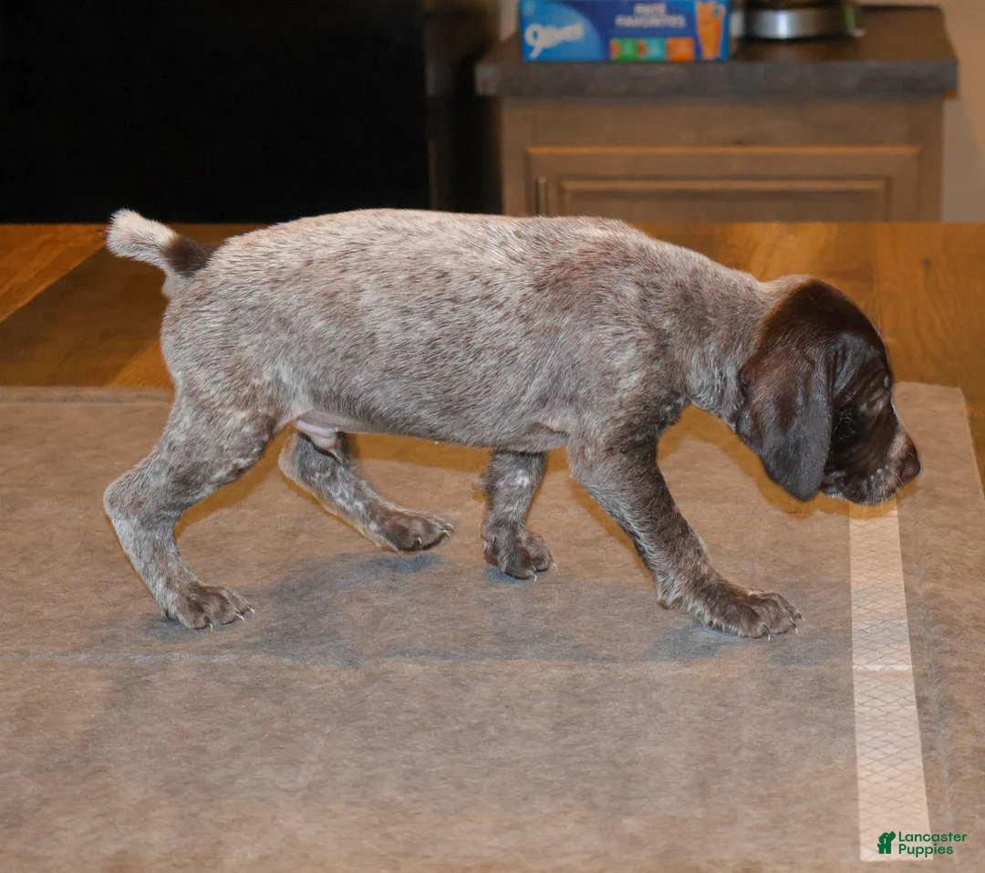 German Shorthaired Pointer dogs for sale: Reed  - Ad 1