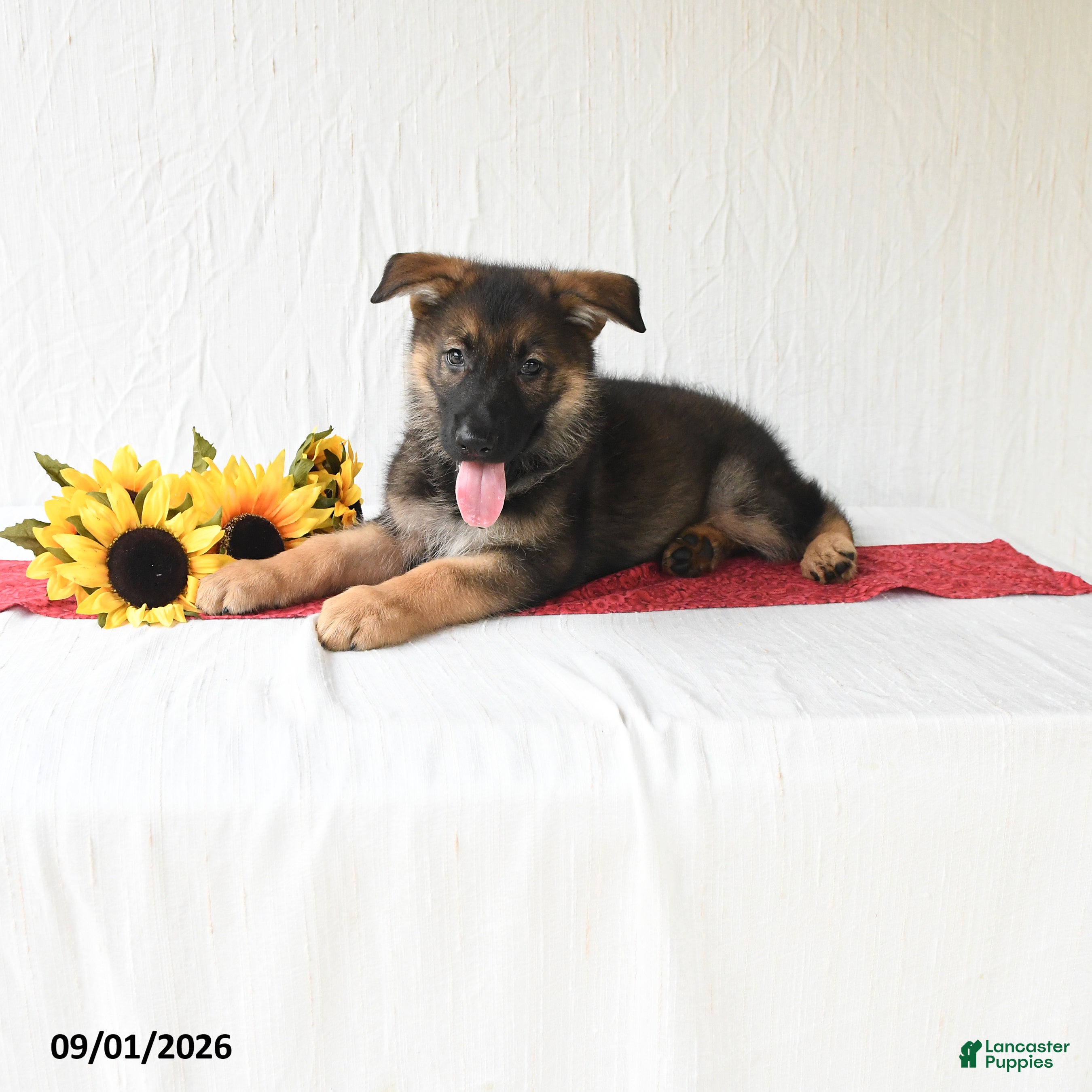 German Shepherd dogs Tiana - Ad 1