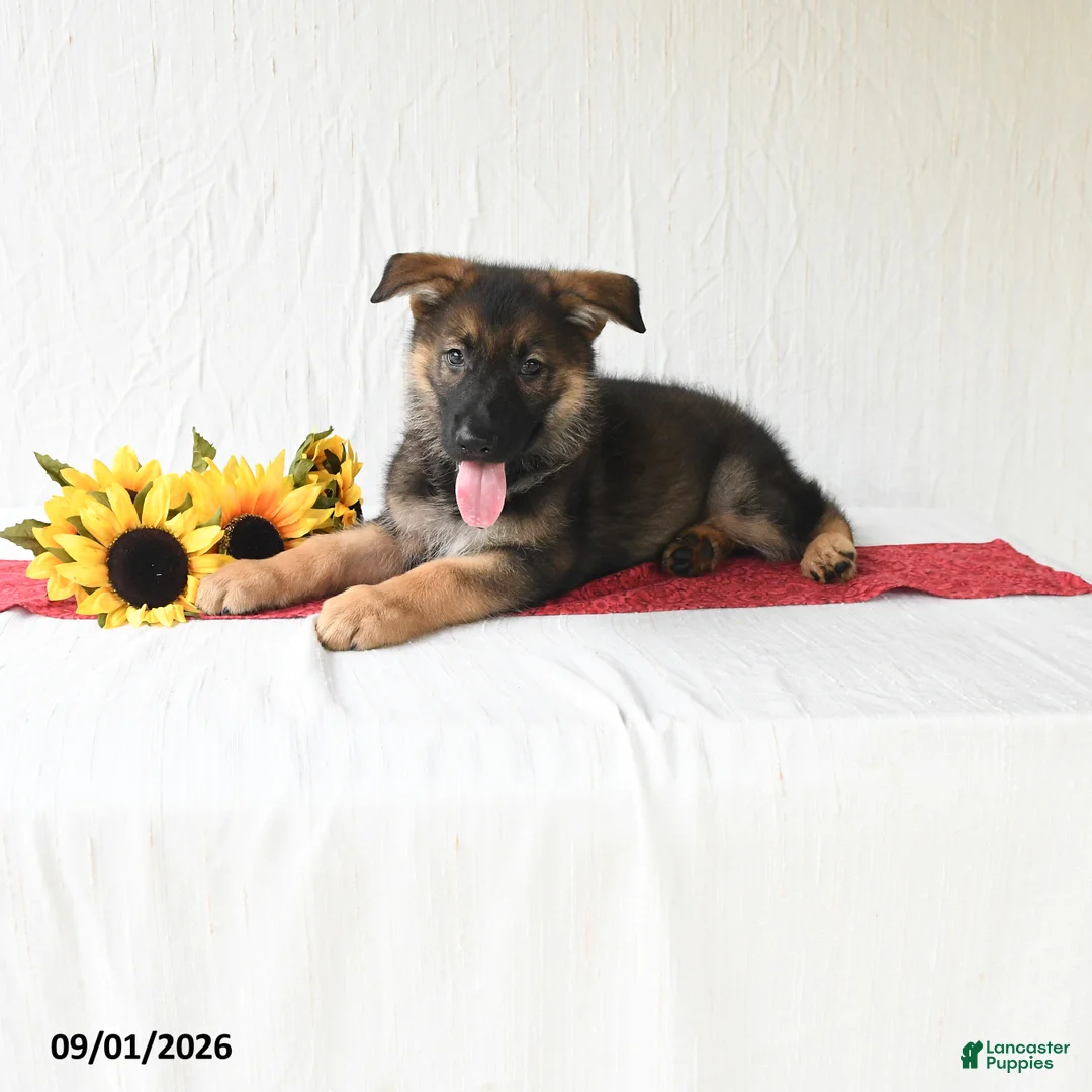 German Shepherd dogs for sale: Tiana - Ad 1