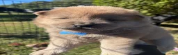Mixed Breed dogs for sale: Bluey - Ad 4
