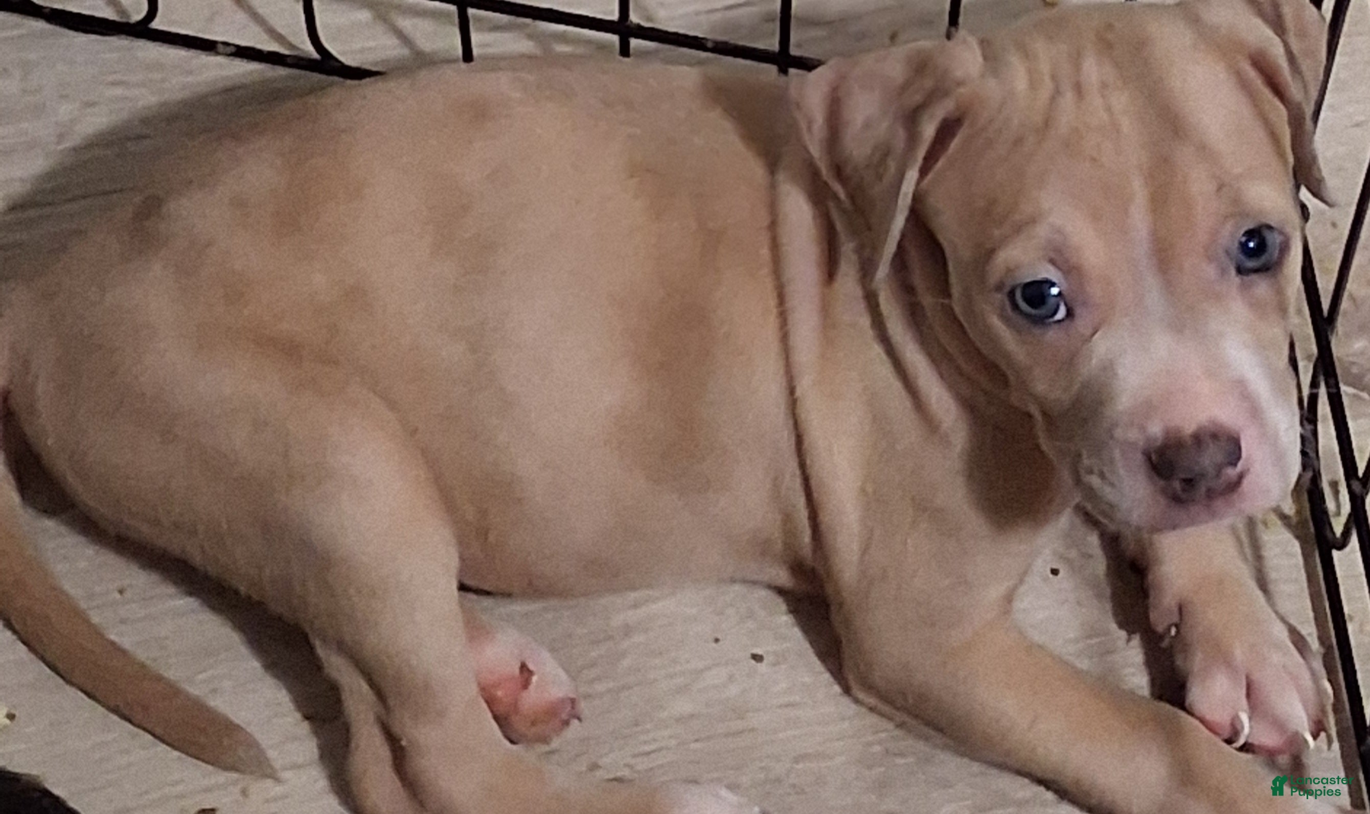 American Bully dogs Minnie - Ad 2
