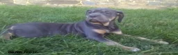 Cane Corso dogs for sale: Violet - Ad 3