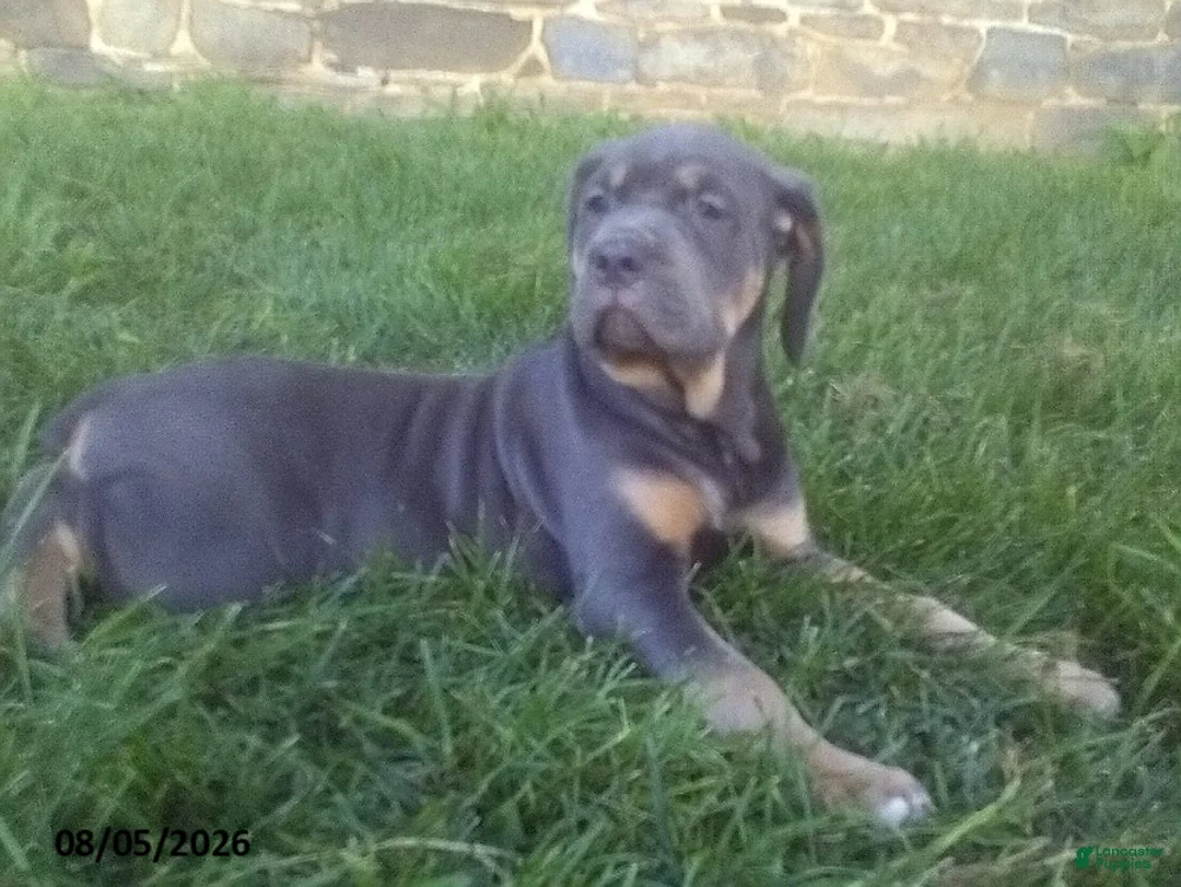 Cane Corso dogs for sale: Violet - Ad 3