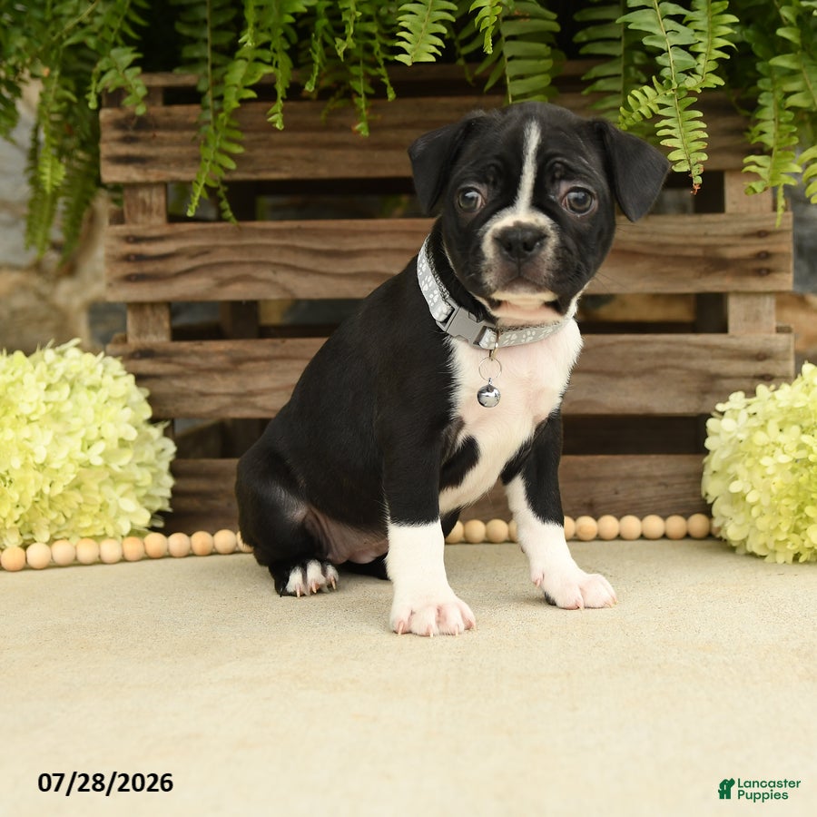 Boston Terrier dogs Tessa - Ad 2