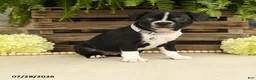 Boston Terrier dogs for sale: Tessa - Ad 2