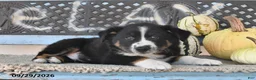 Australian Shepherd dogs for sale: Trooper - Ad 3