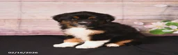 Miniature Australian Shepherd dogs for sale: Tundra - Ad 3