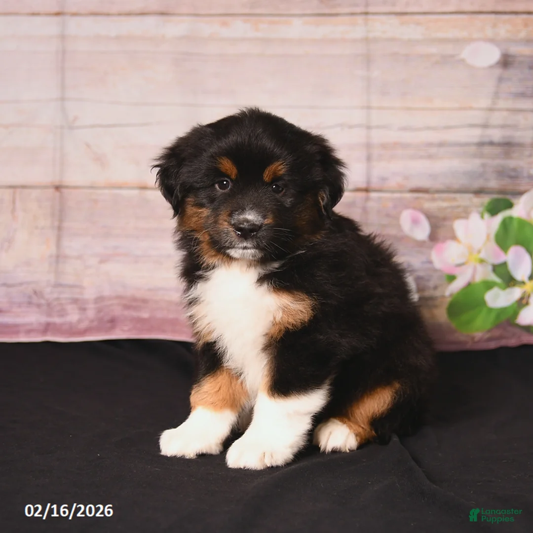 Miniature Australian Shepherd dogs for sale: Tundra - Ad 3