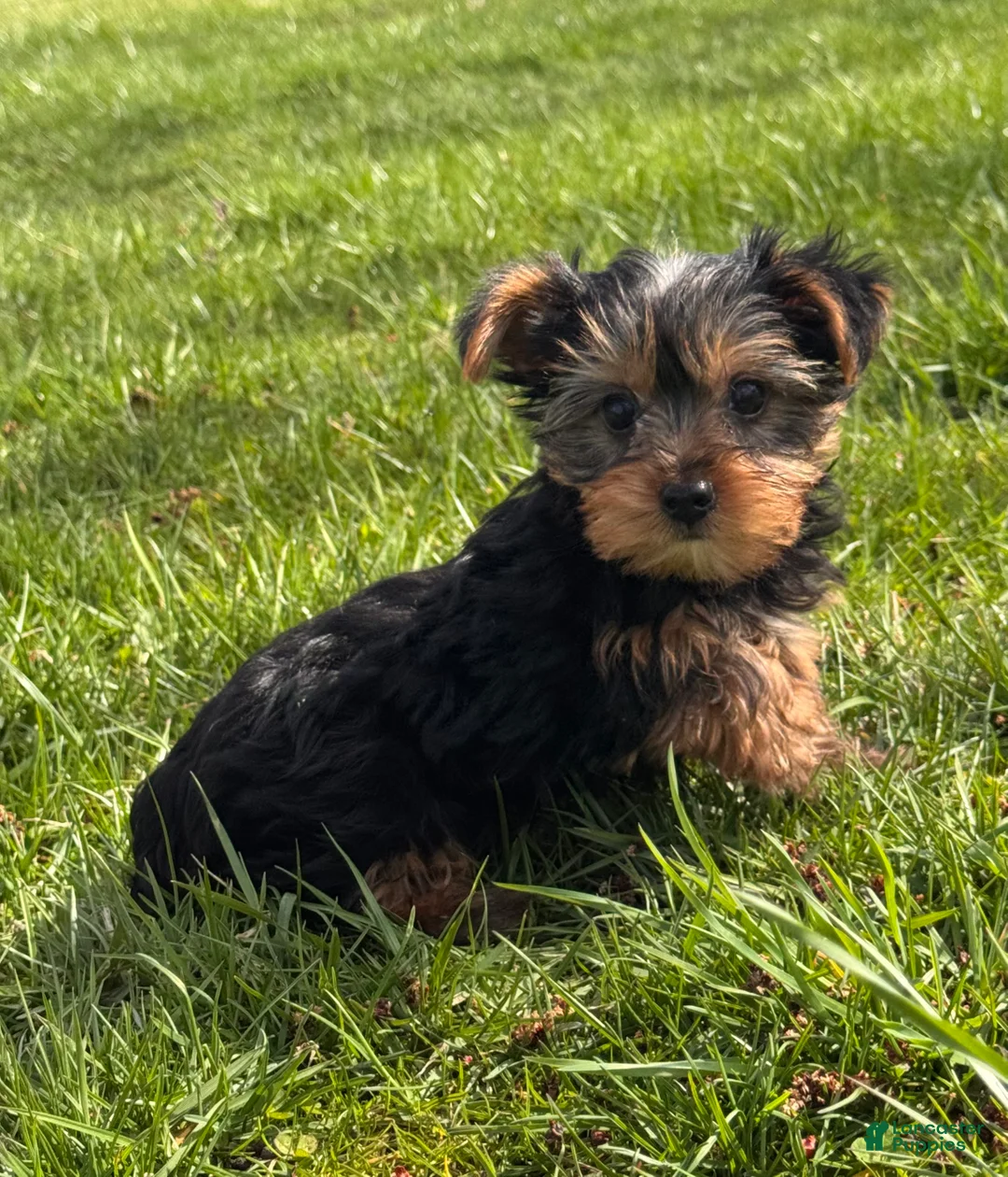 Yorkshire Terrier dogs for sale: York - Ad 2