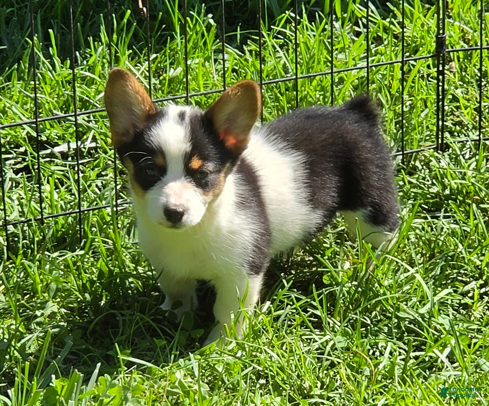 Welsh Corgi Pembroke dogs Oreo girl  - Ad 1