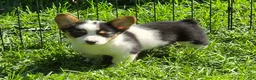 Welsh Corgi Pembroke dogs for sale: Oreo girl  - Ad 23