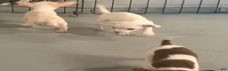Chihuahua dogs for sale: Chihuahua 3 - Ad 12